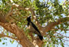 Een kraai of raaf in de boom